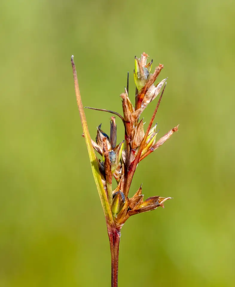Netted Nutrush (Scleria reticularis)
