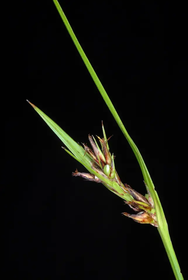 Whip Nutrush (Scleria triglomerata)