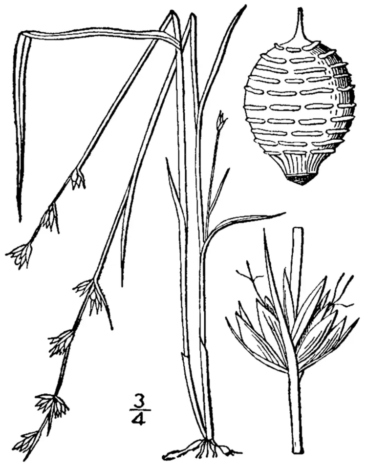 Low Nutrush (Scleria verticillata)