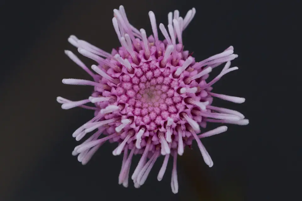 Pink Bog Button (Sclerolepis uniflora)