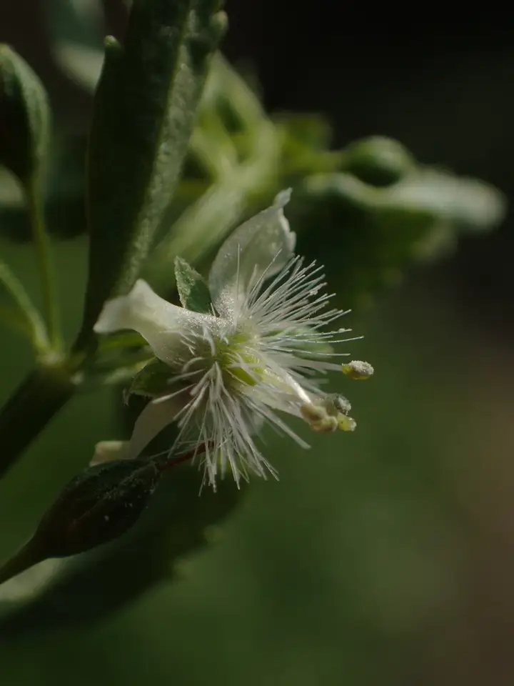 Licorice Weed (Scoparia dulcis)