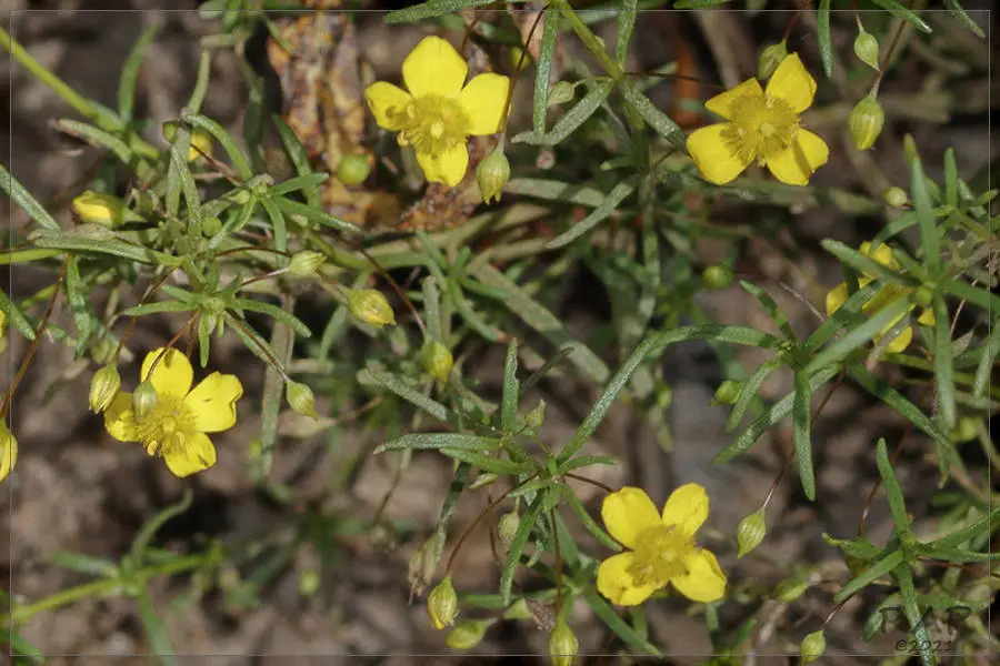 Broomwort (Scoparia montevidensis)