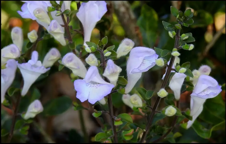 Florida Scrub Skullcap (Scutellaria arenicola)