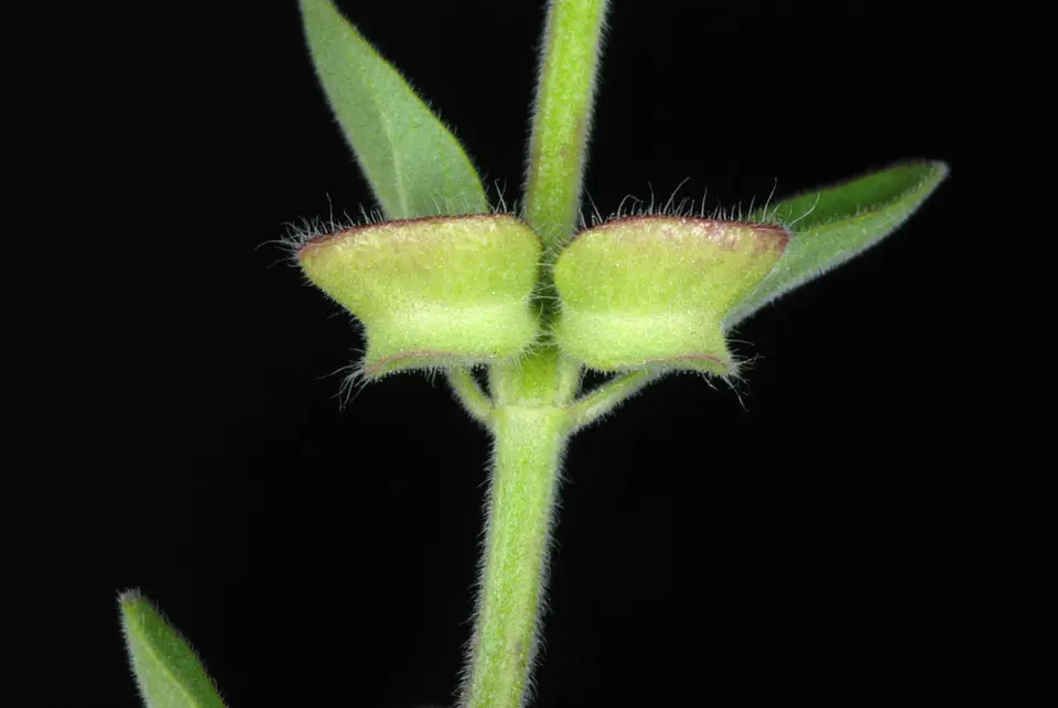 Drummond's Skullcap (Scutellaria drummondii)