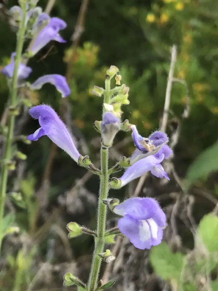 Florida Skullcap (Scutellaria floridana)