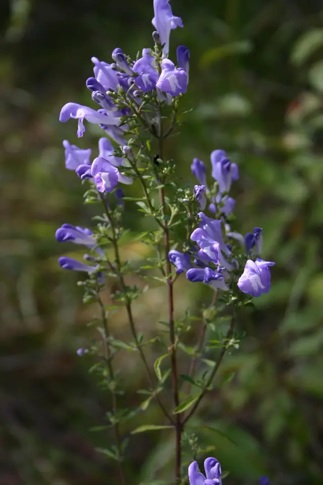 Georgia Skullcap (Scutellaria glabriuscula)