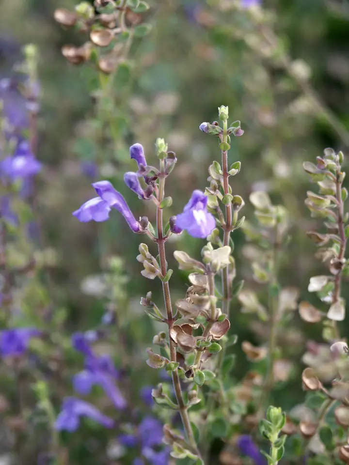 Havana Skullcap (Scutellaria havanensis)
