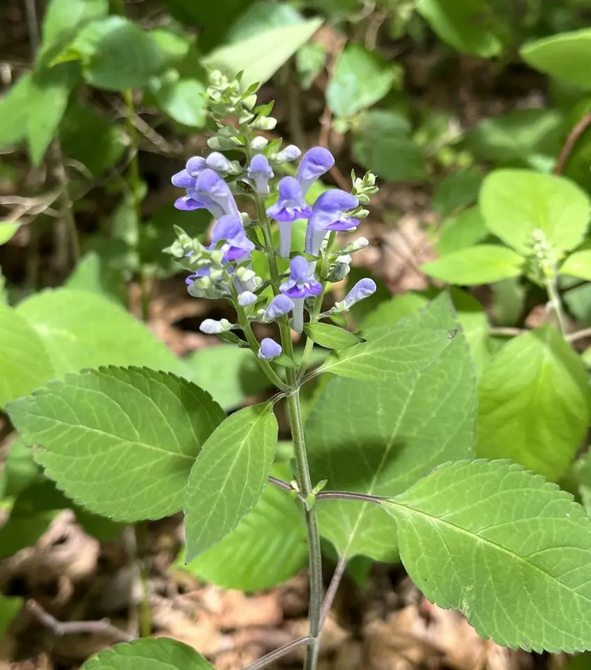 Downy Skullcap (Scutellaria incana)