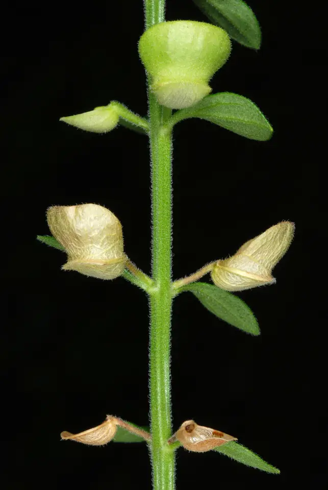 Helmet Skullcap (Scutellaria integrifolia)