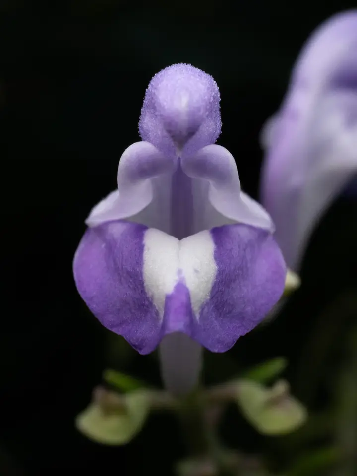 Scutellaria mellichampii (Scutellaria mellichampii)