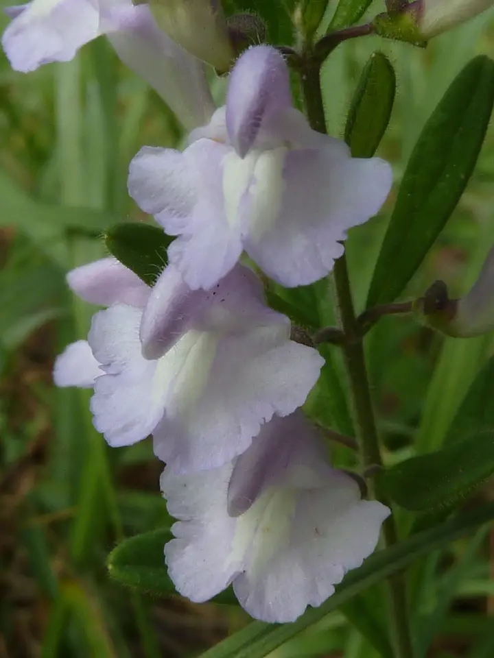 Small's Skullcap (Scutellaria multiglandulosa)