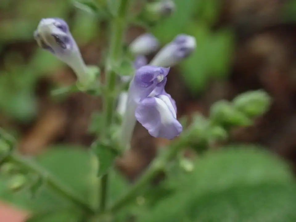 Heart-Leaved Skullcap (Scutellaria ovata)