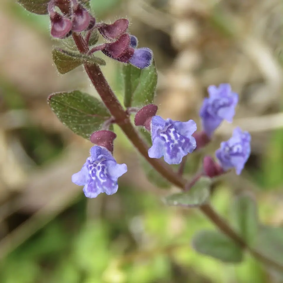 Small Skullcap (Scutellaria parvula)