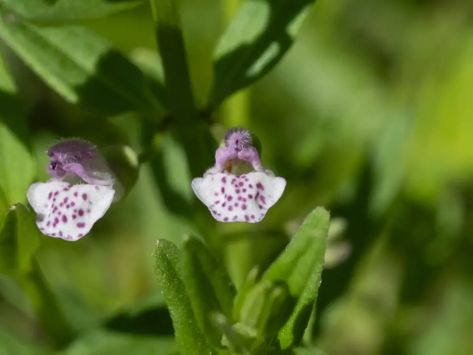 South American Skullcap (Scutellaria racemosa)