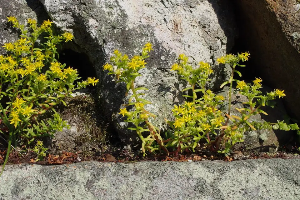 Mexican Stonecrop (Sedum mexicanum)
