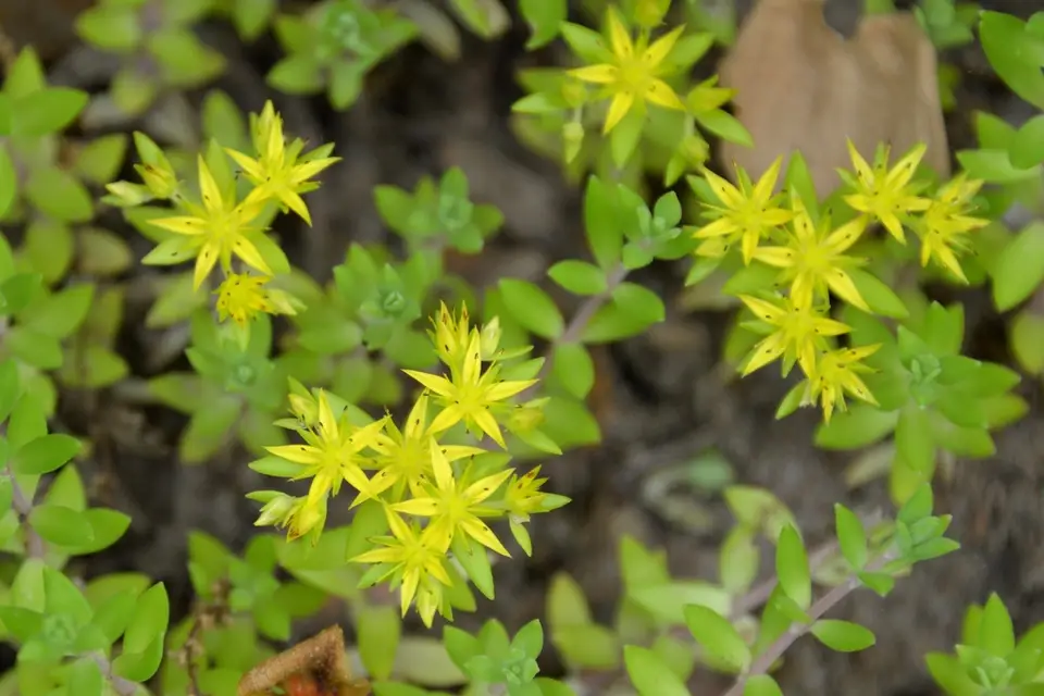 Stringy Stonecrop (Sedum sarmentosum)