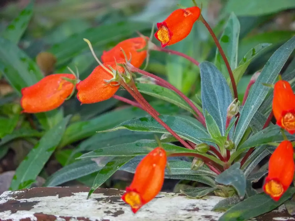 Bolivian Sunset (Seemannia sylvatica)