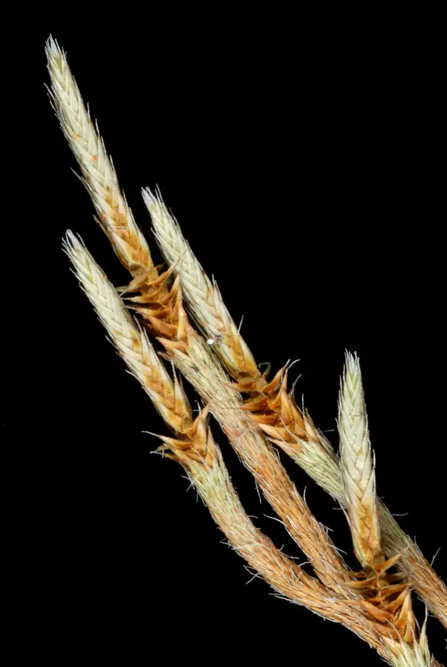 Spiny Spikemoss (Selaginella acanthonota)