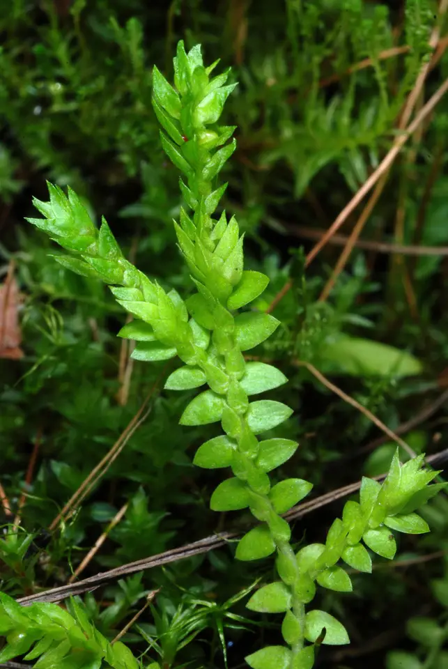Meadow Spikemoss (Selaginella apoda)