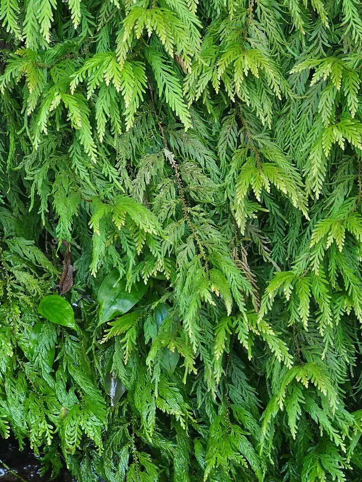 Delicate Spikemoss (Selaginella delicatula)
