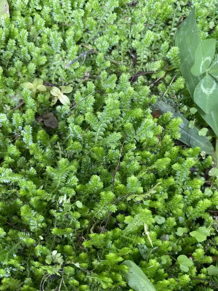 Gulf Spikemoss (Selaginella ludoviciana)