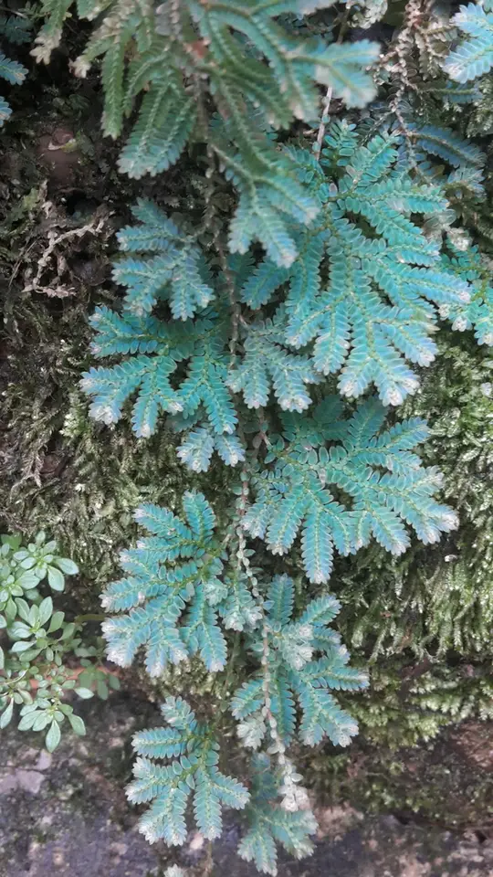 Peacock Spikemoss (Selaginella uncinata)