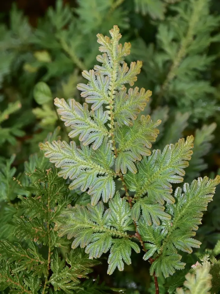 Willdenow's Spikemoss (Selaginella willdenowii)