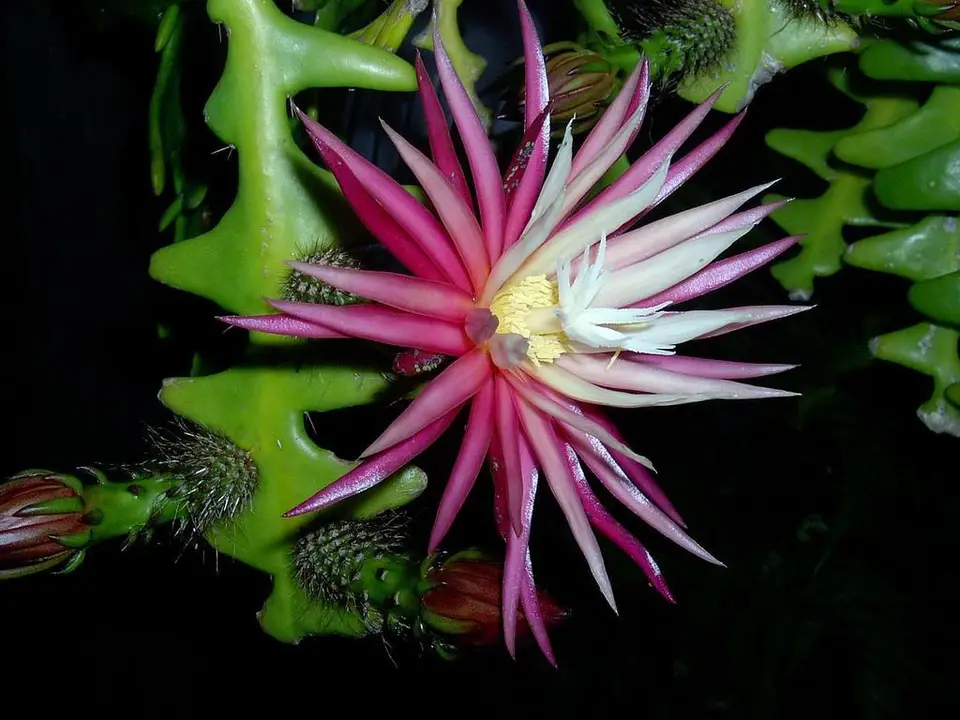 Rick Rack Cactus (Selenicereus anthonyanus)