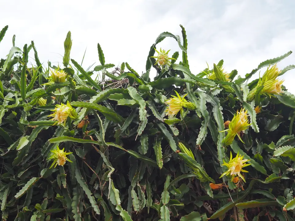 Night-Blooming Cereus (Selenicereus undatus)