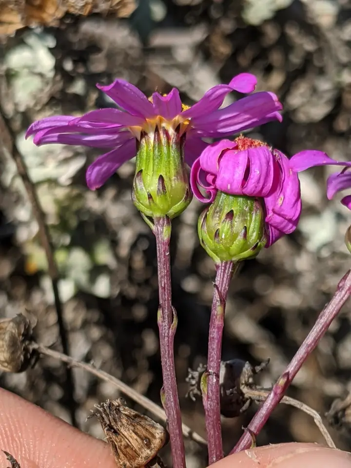 Red-Purple Ragwort (Senecio elegans)