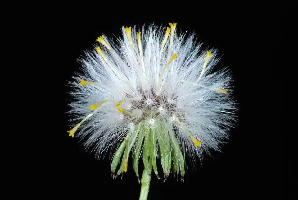 Common Groundsel (Senecio vulgaris)