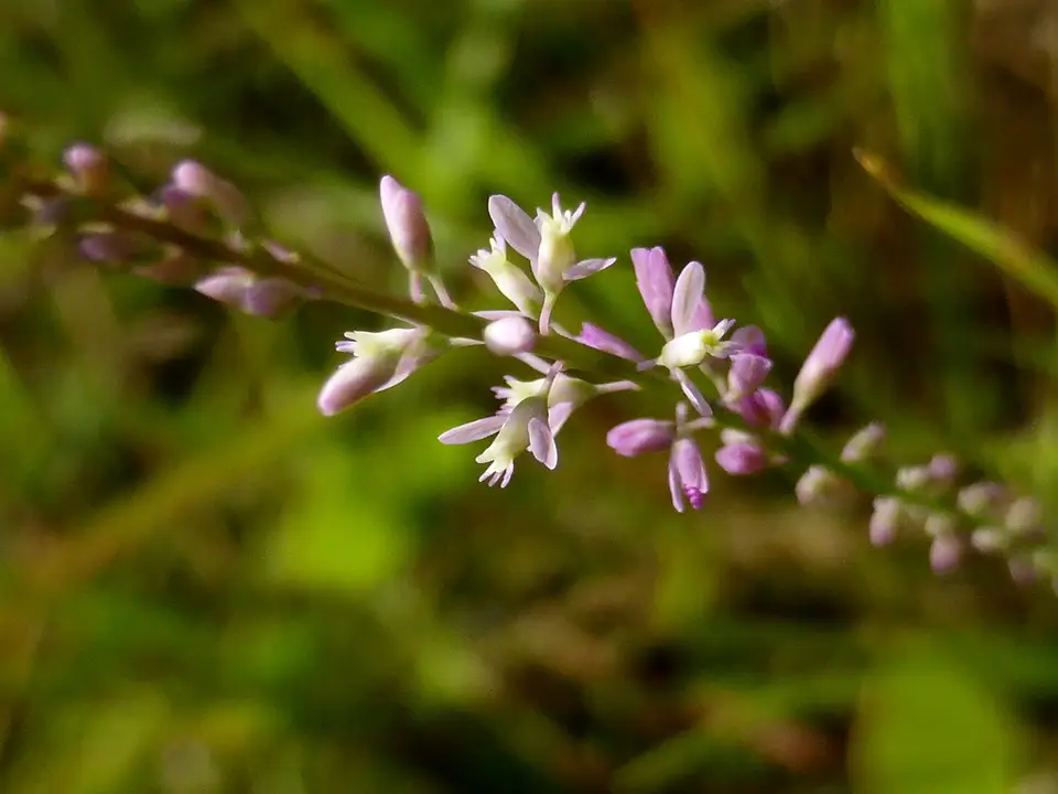 Swamp Milkwort (Senega appendiculata)
