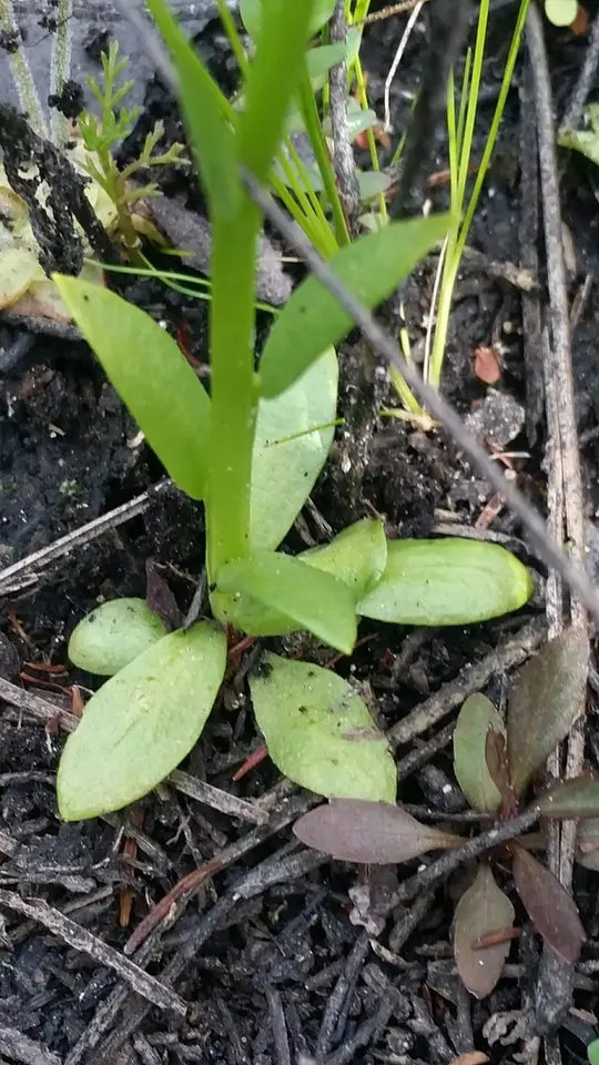 Baldwin's Milkwort (Senega balduini)