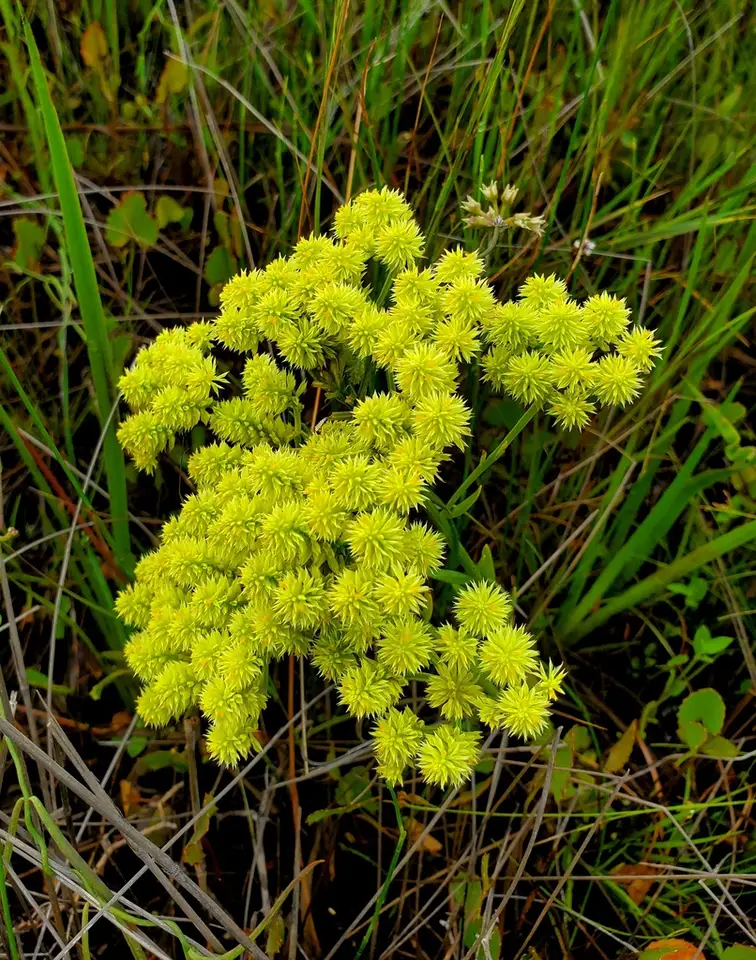 Senega balduini × ramosa (Senega balduini × ramosa)