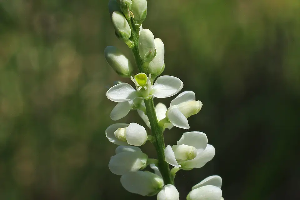 Boykin's Milkwort (Senega boykinii)