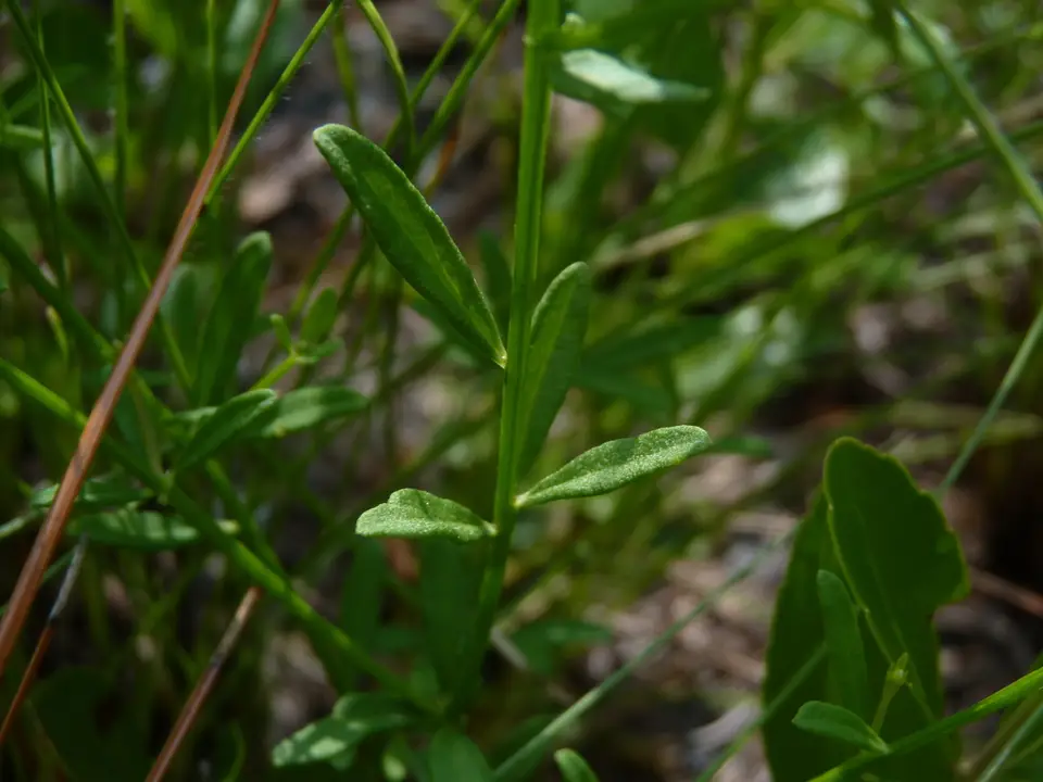 Littleleaf Milkwort (Senega brevifolia)