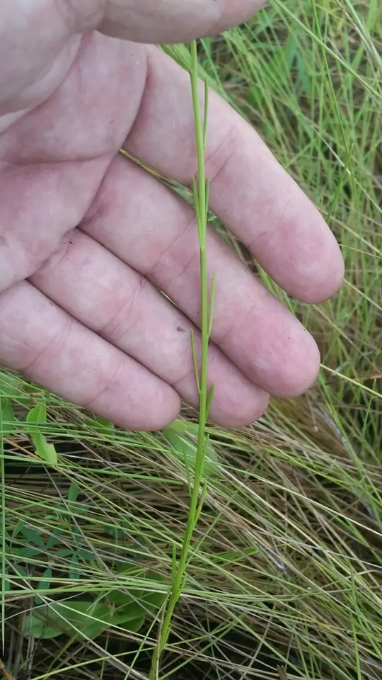 Chapman's Milkwort (Senega chapmanii)