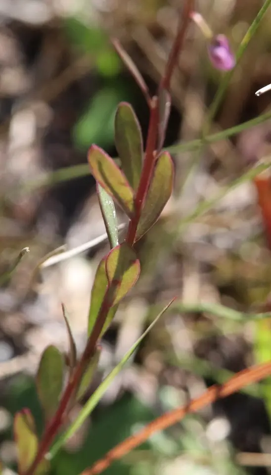 Scalloped Milkwort (Senega crenata)