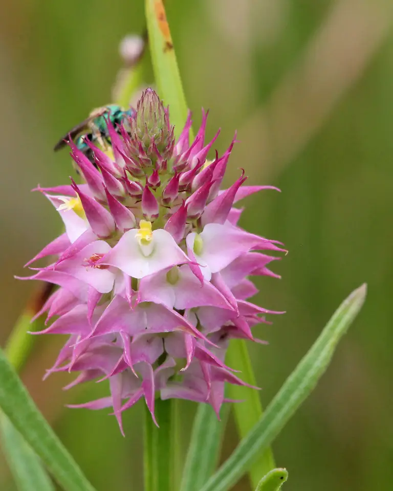 Drumheads Milkwort (Senega cruciata)