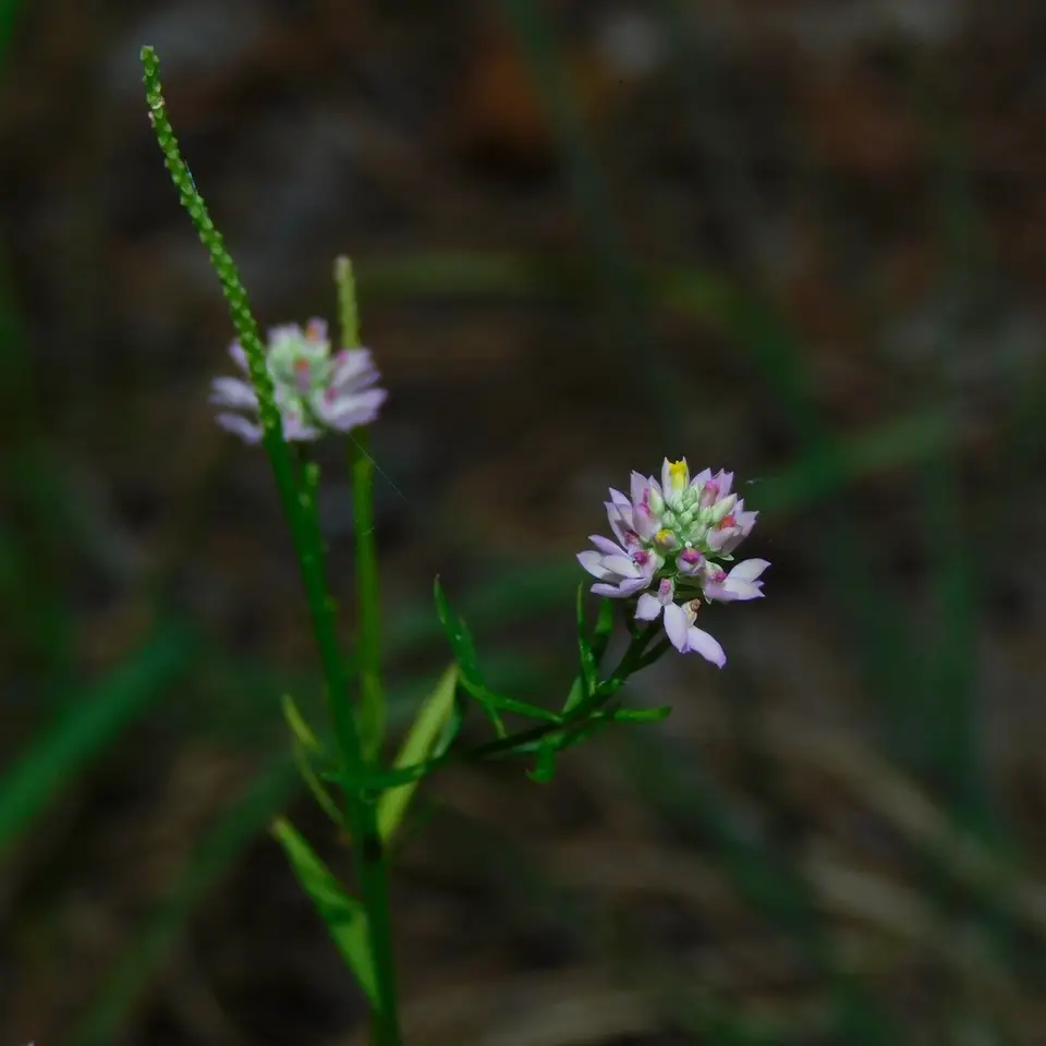 Button-Rosy (Senega curtissii)