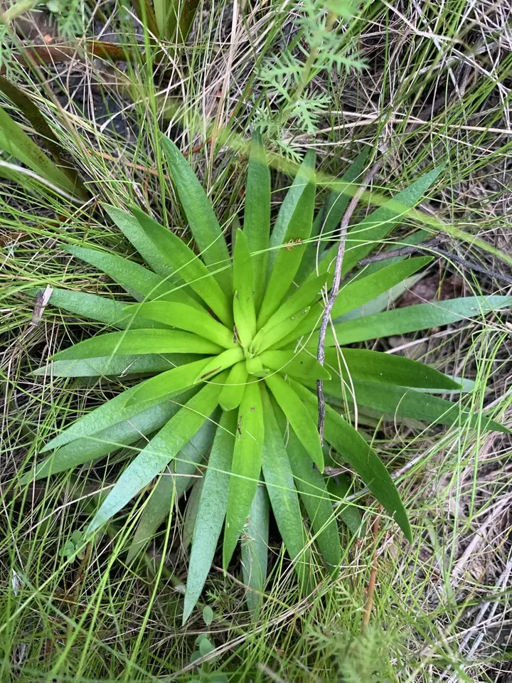 Tall Pinebarren Milkwort (Senega cymosa)