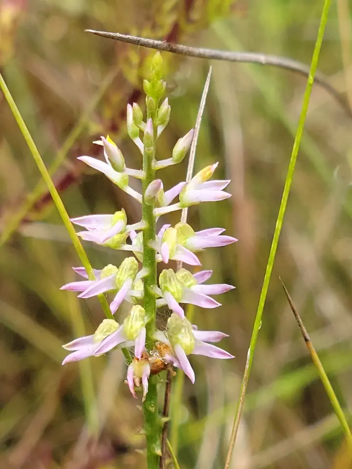 Hooker's Milkwort (Senega hookeri)