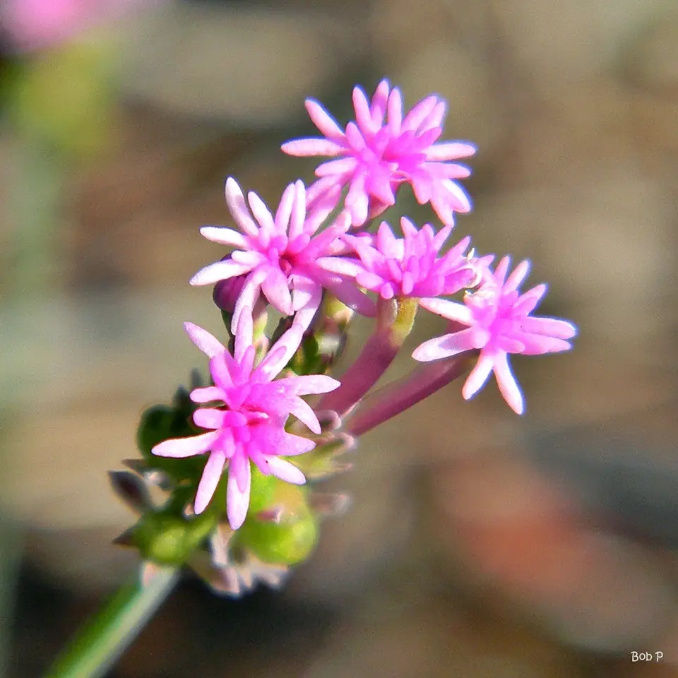 Pink Milkwort (Senega incarnata)
