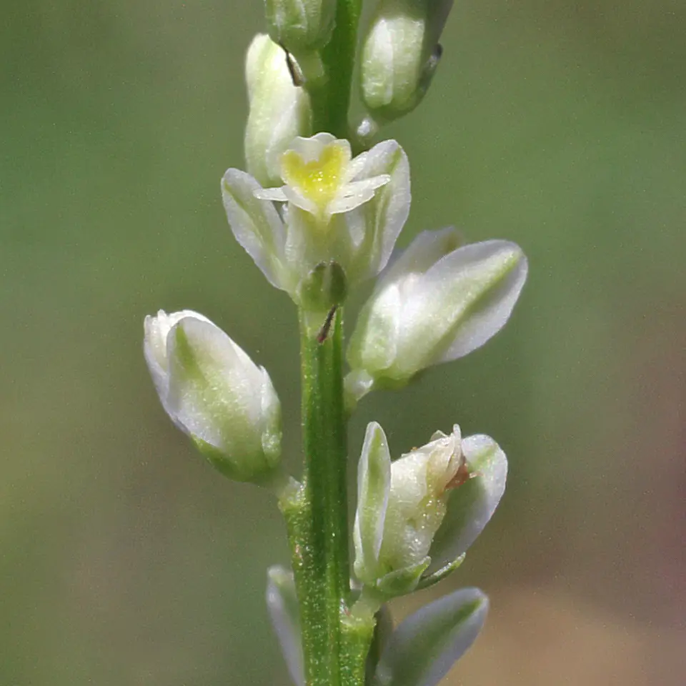 Georgia Milkwort (Senega leptostachys)