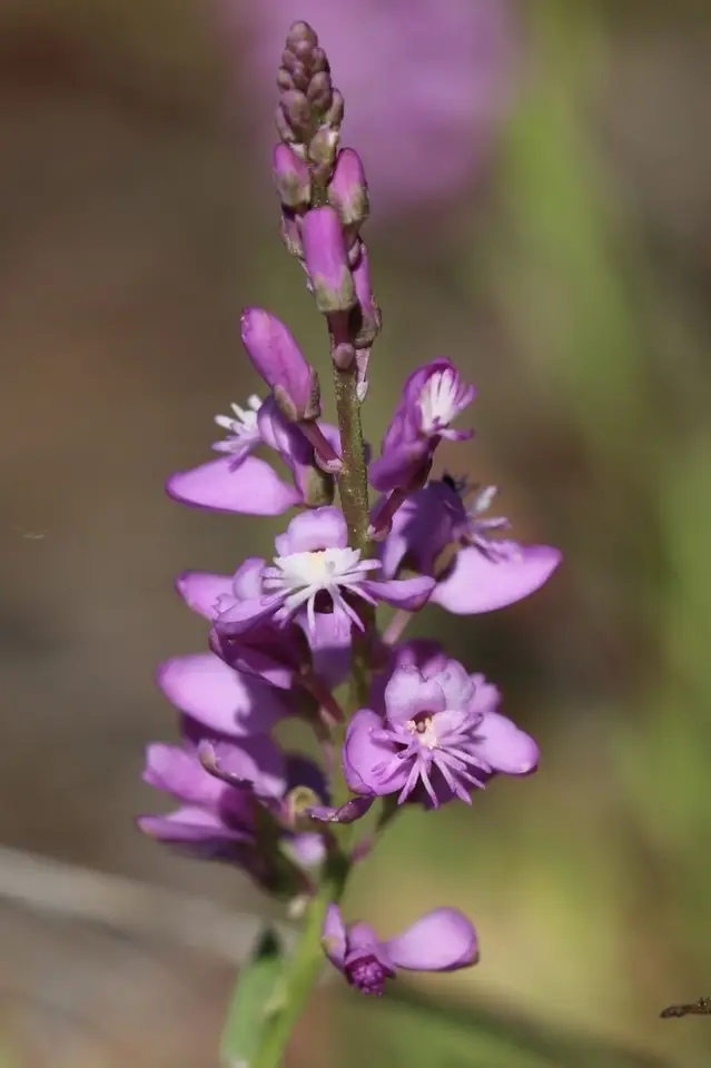 Lewton's Milkwort (Senega lewtonii)