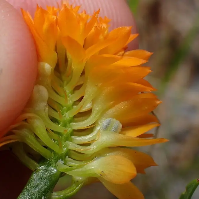 Orange Milkwort (Senega lutea)