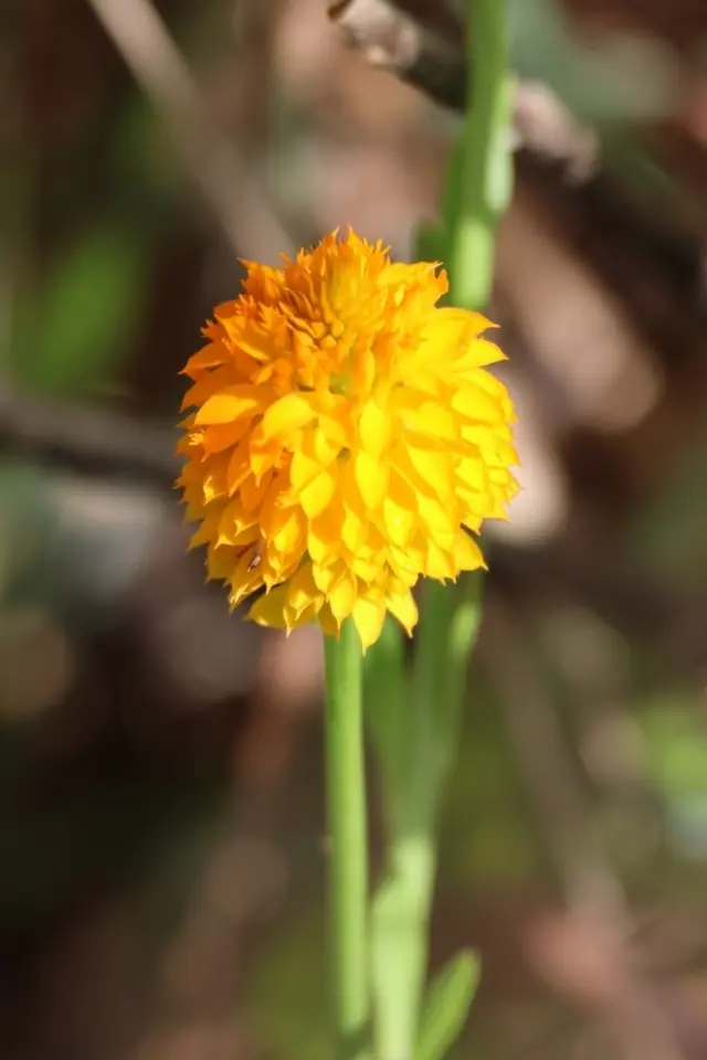 Senega lutea × rugelii (Senega lutea × rugelii)