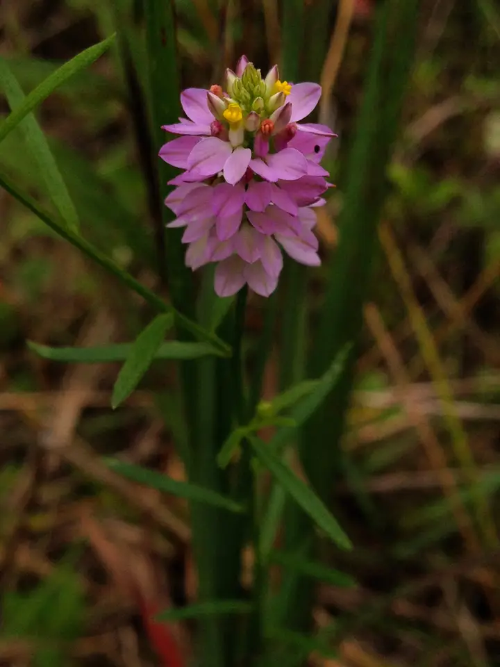 Maryland Milkwort (Senega mariana)