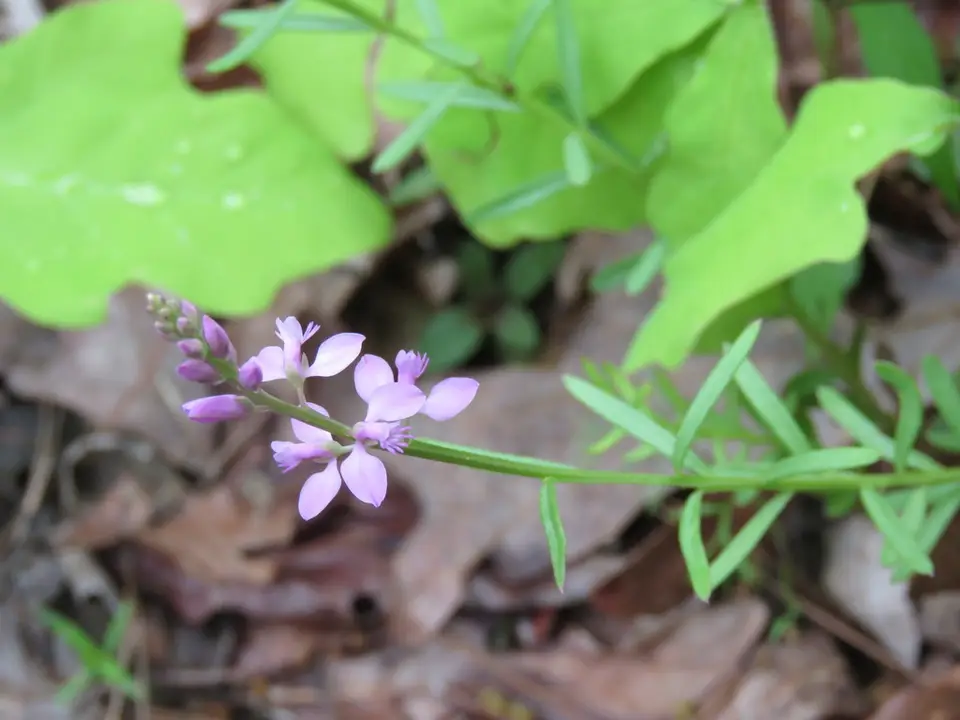 Racemed Milkwort (Senega polygama)