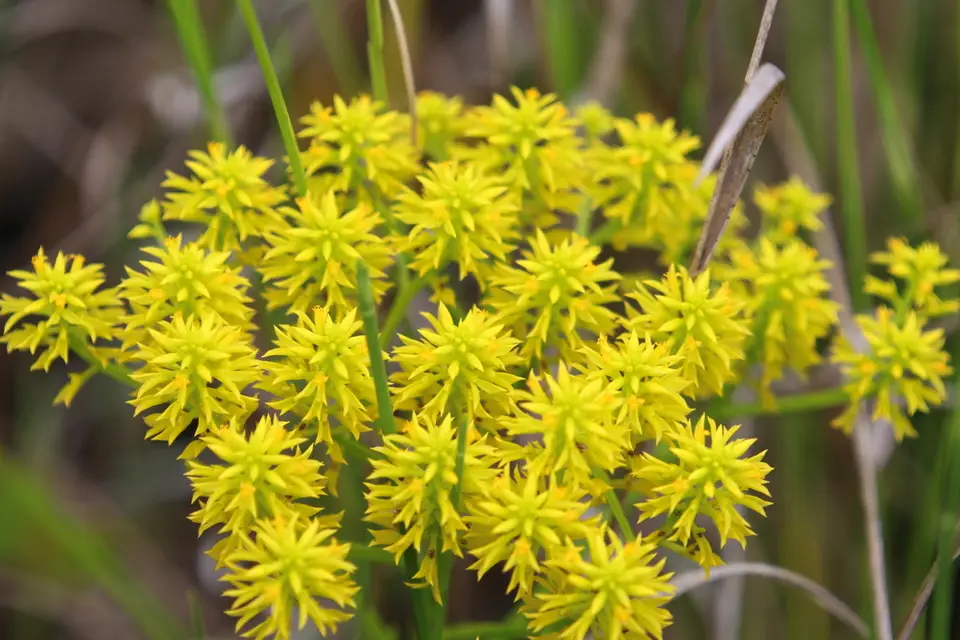 Low Pinebarren Milkwort (Senega ramosa)
